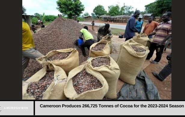 Cameroon Produces 266,725 Tonnes of Cocoa for the 2023-2024 Season
