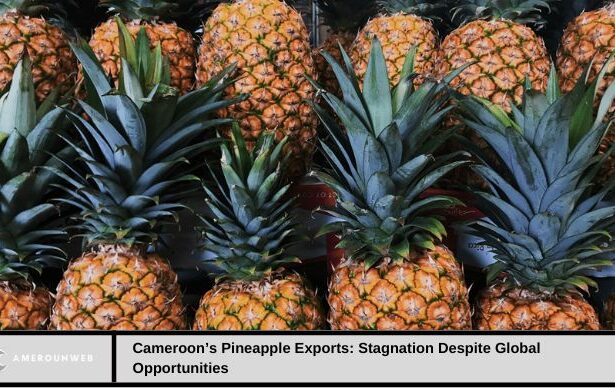 Cameroons-Pineapple-Exports-Stagnation-Despite-Global-Opportunities